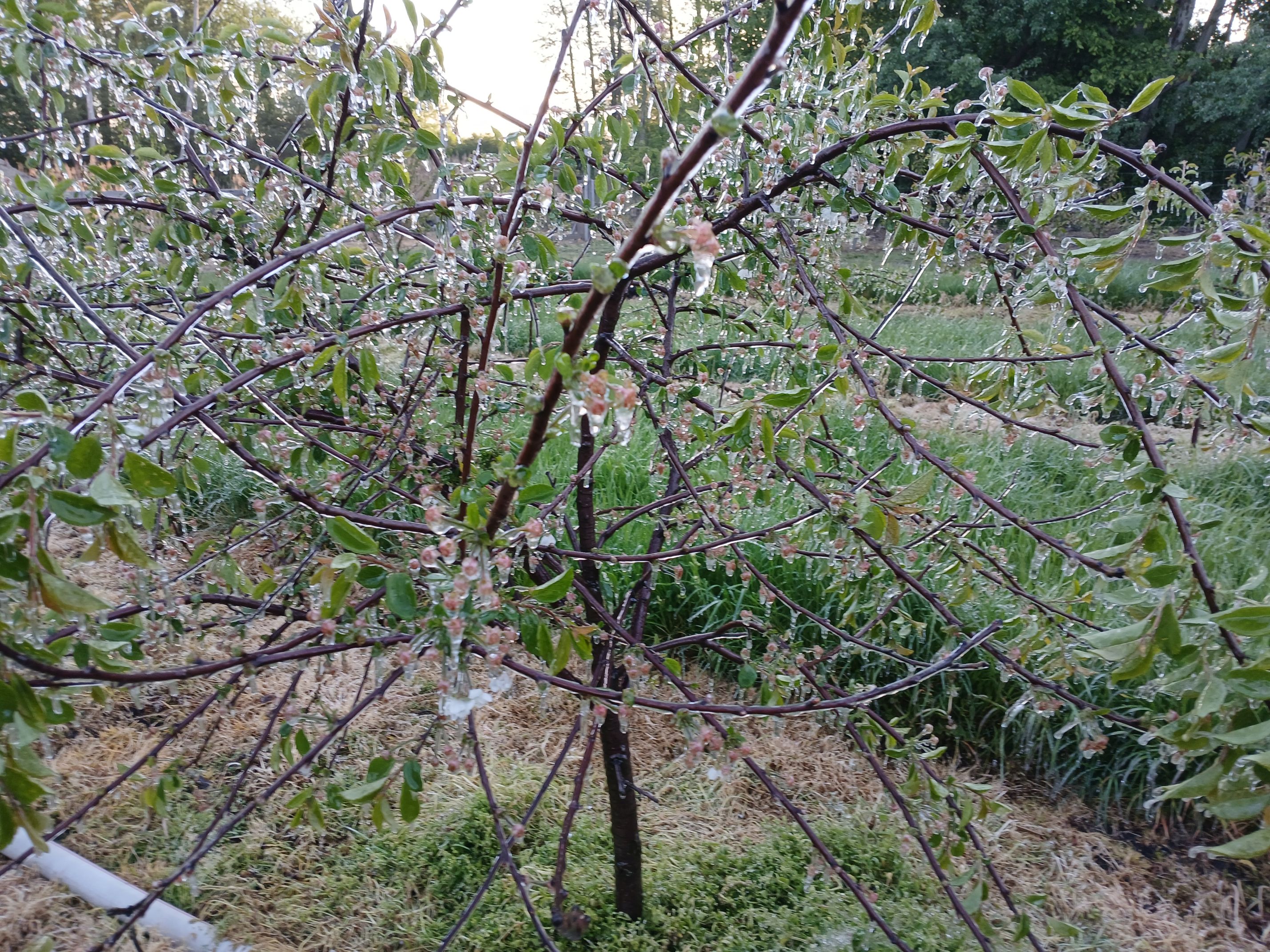 2025-05-08 Sierzchowy (27)