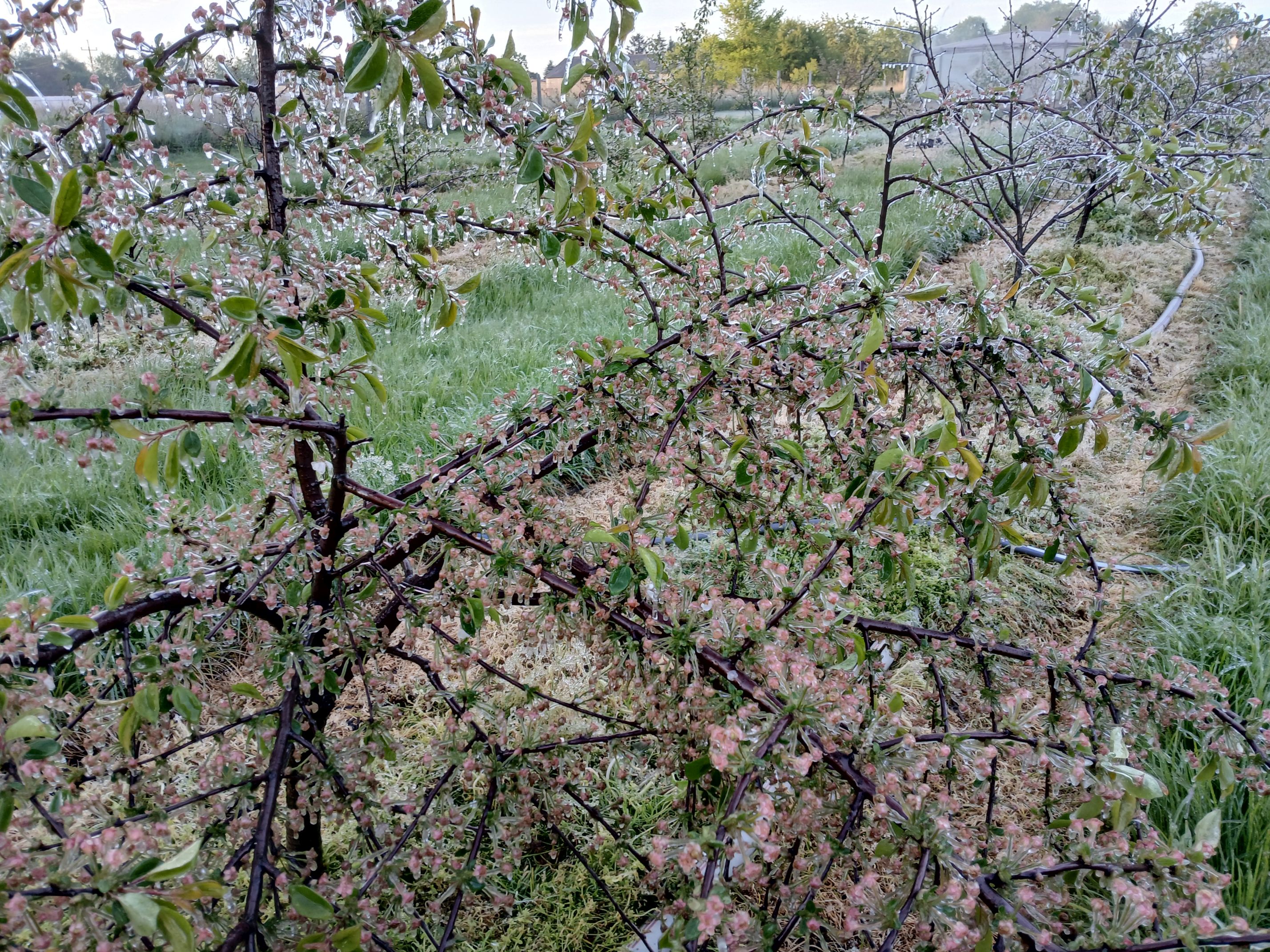 2025-05-08 Sierzchowy (28)