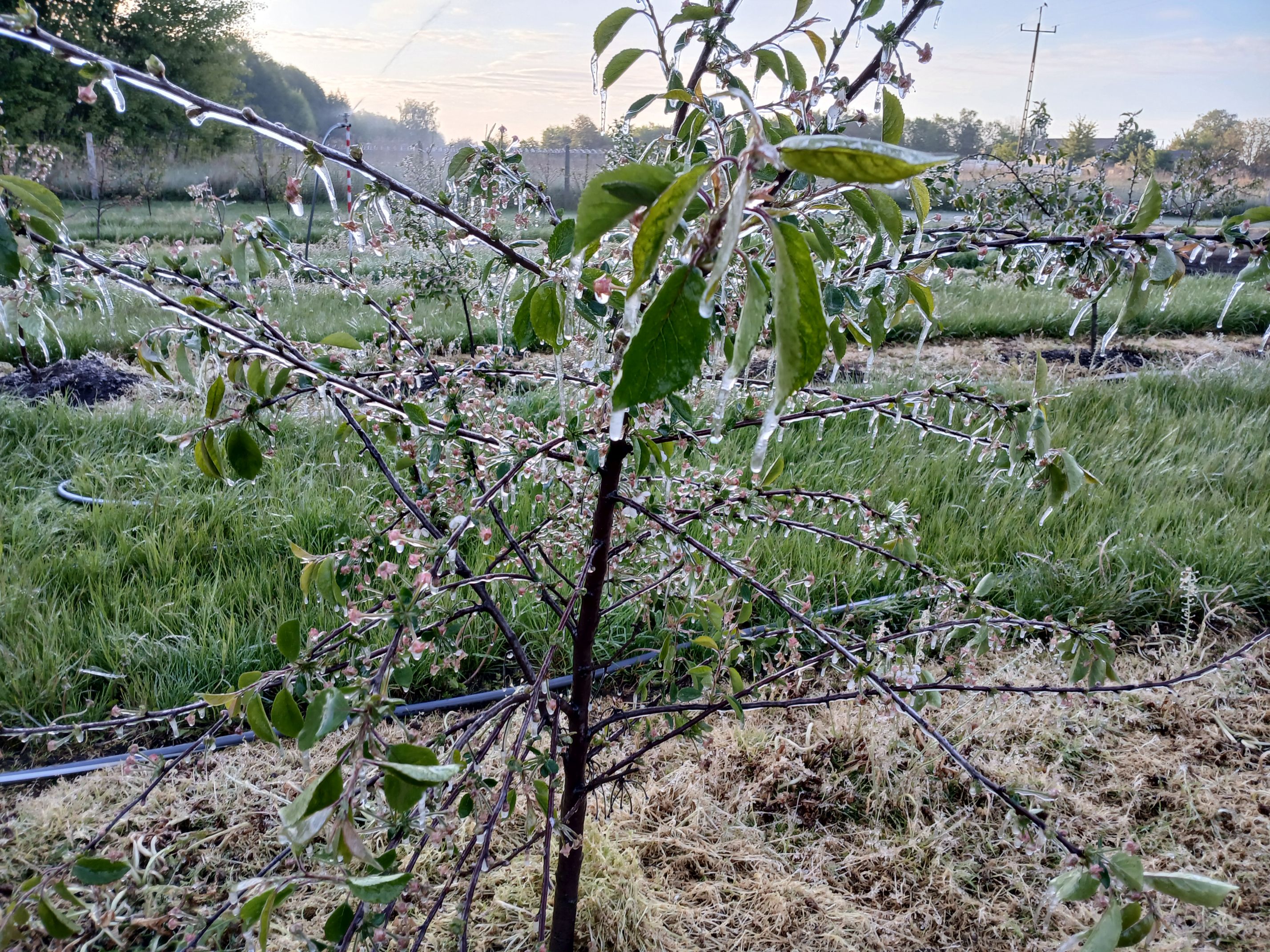 2025-05-08 Sierzchowy (29)
