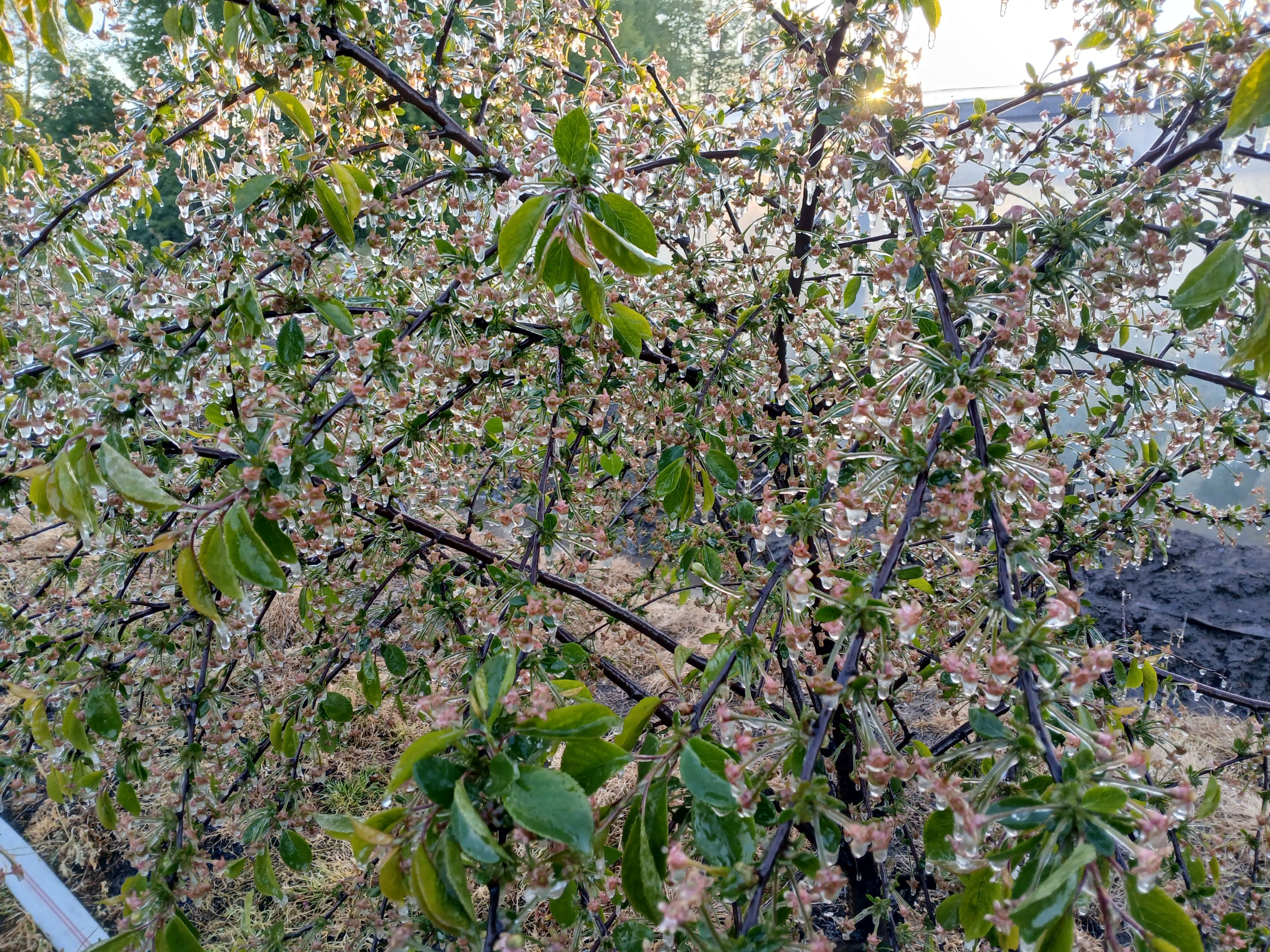 2025-05-08 Sierzchowy (30)