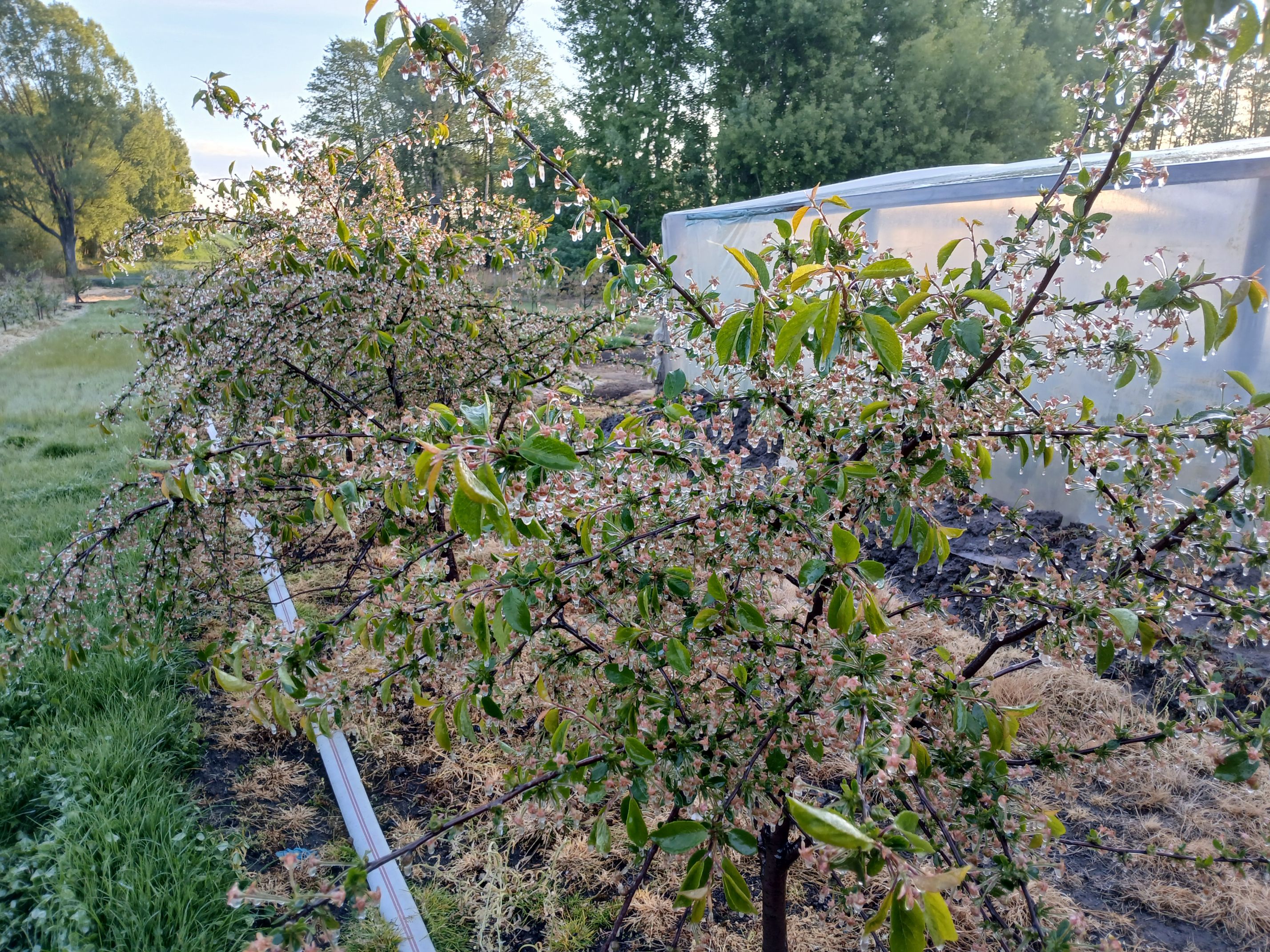 2025-05-08 Sierzchowy (31)