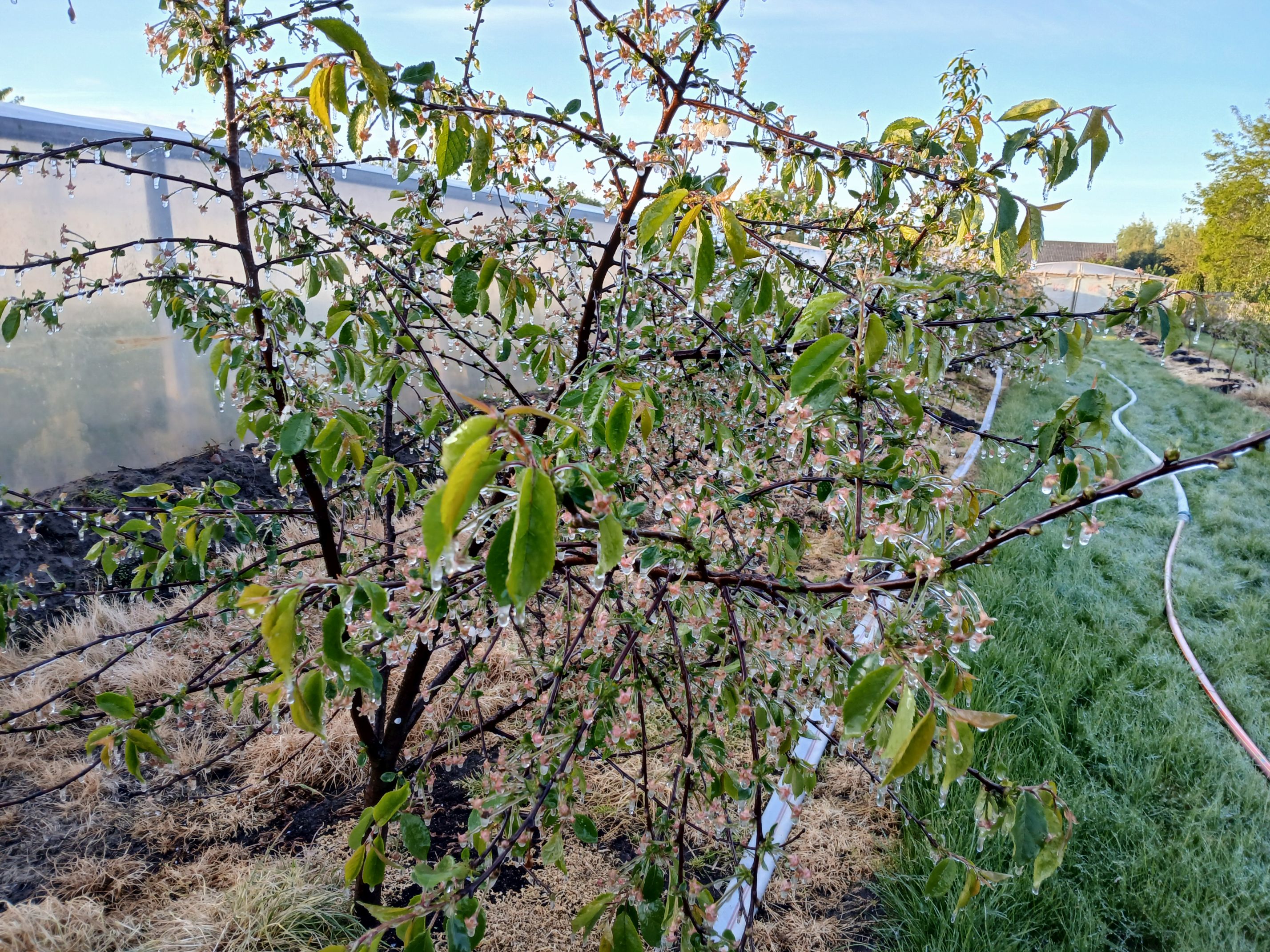 2025-05-08 Sierzchowy (32)