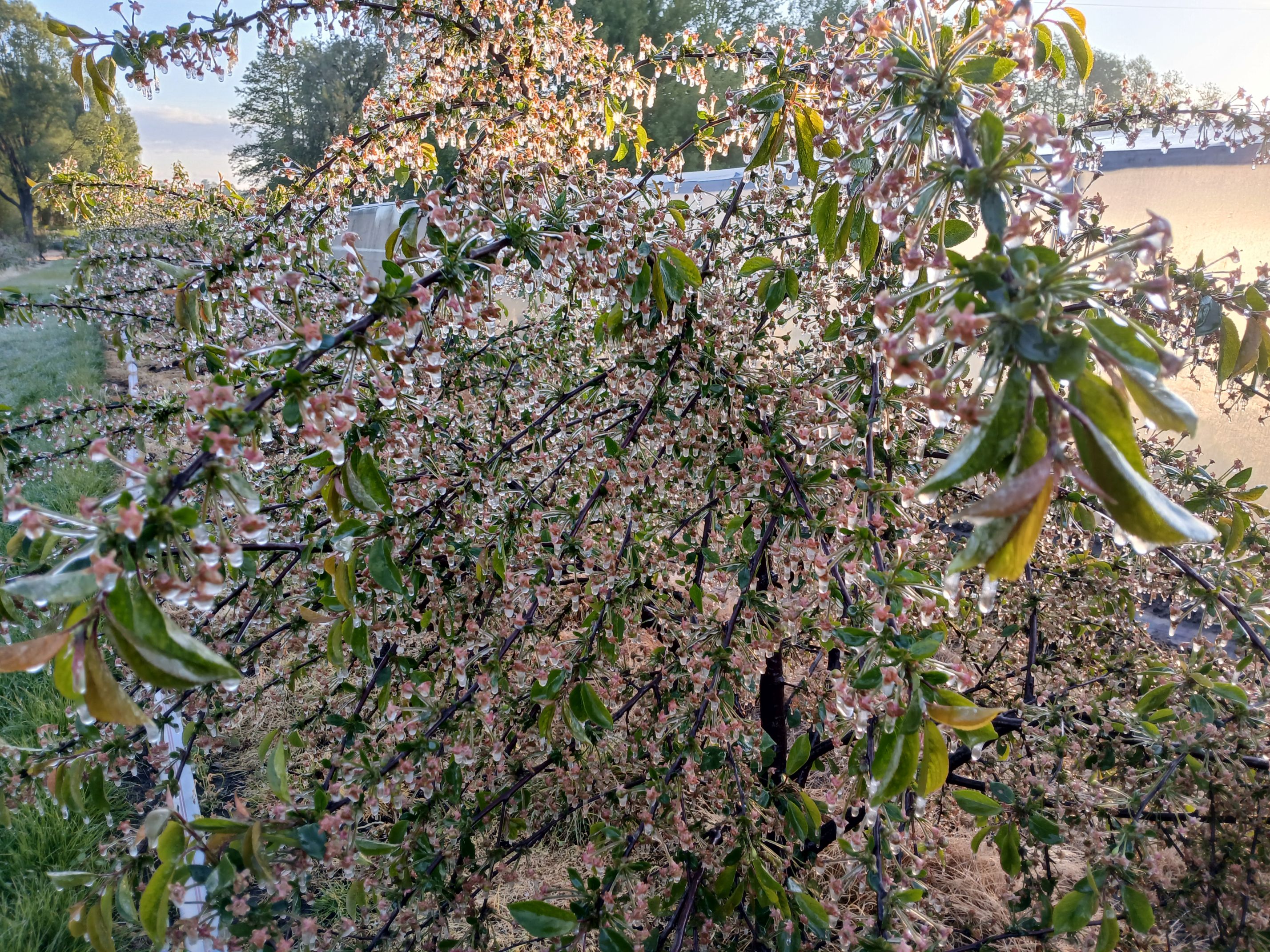 2025-05-08 Sierzchowy (33)