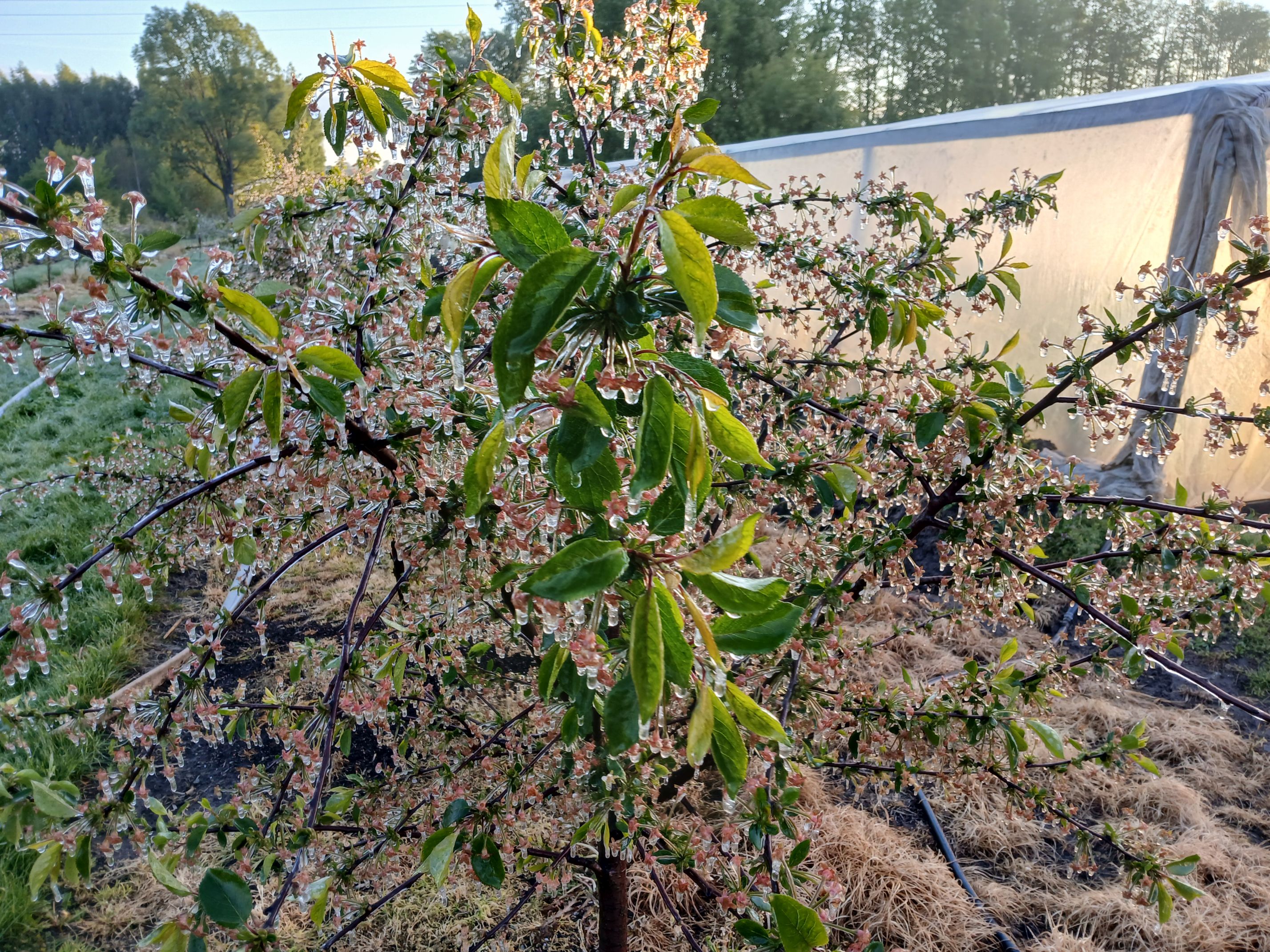 2025-05-08 Sierzchowy (34)