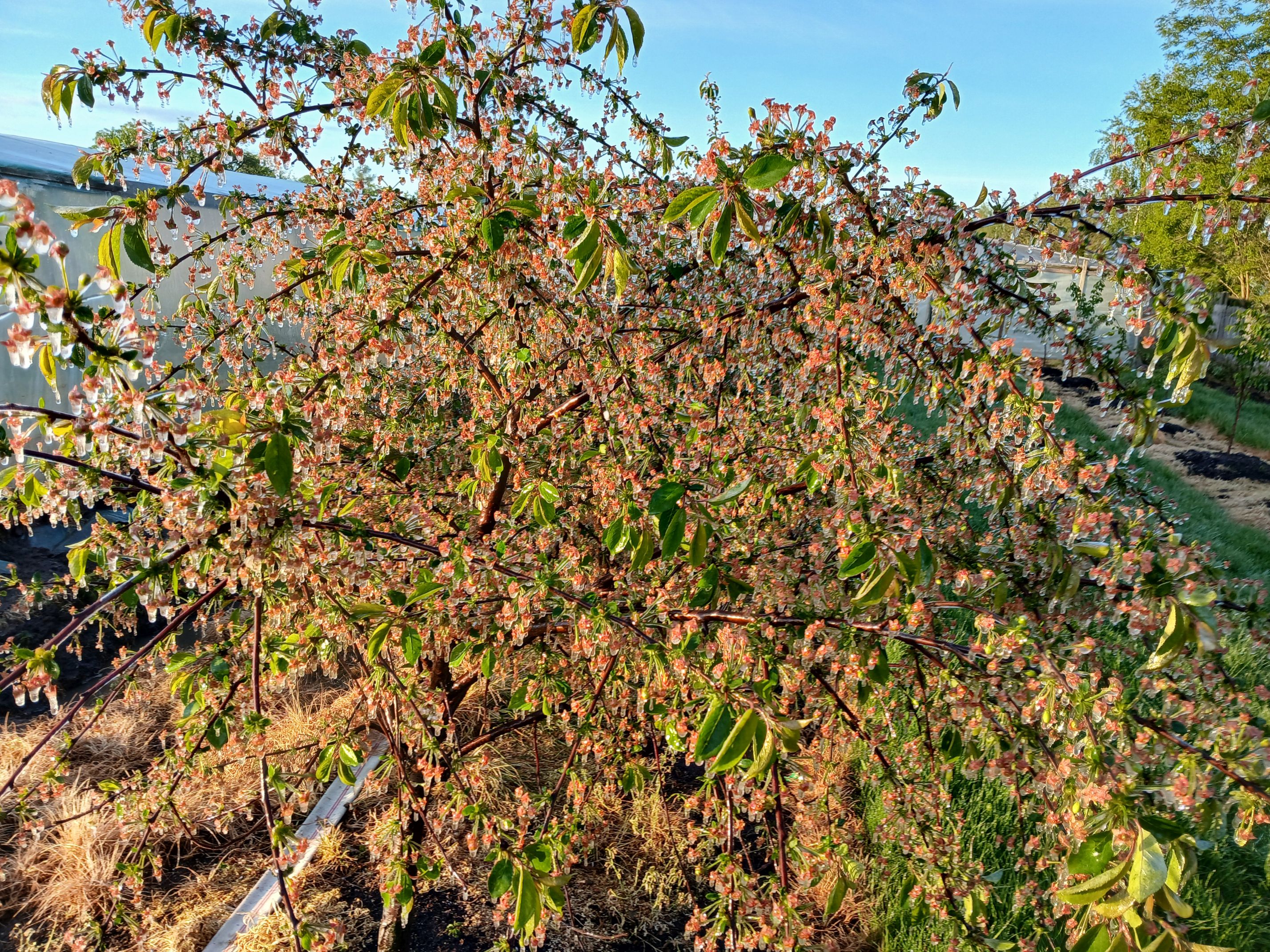 2025-05-08 Sierzchowy (35)