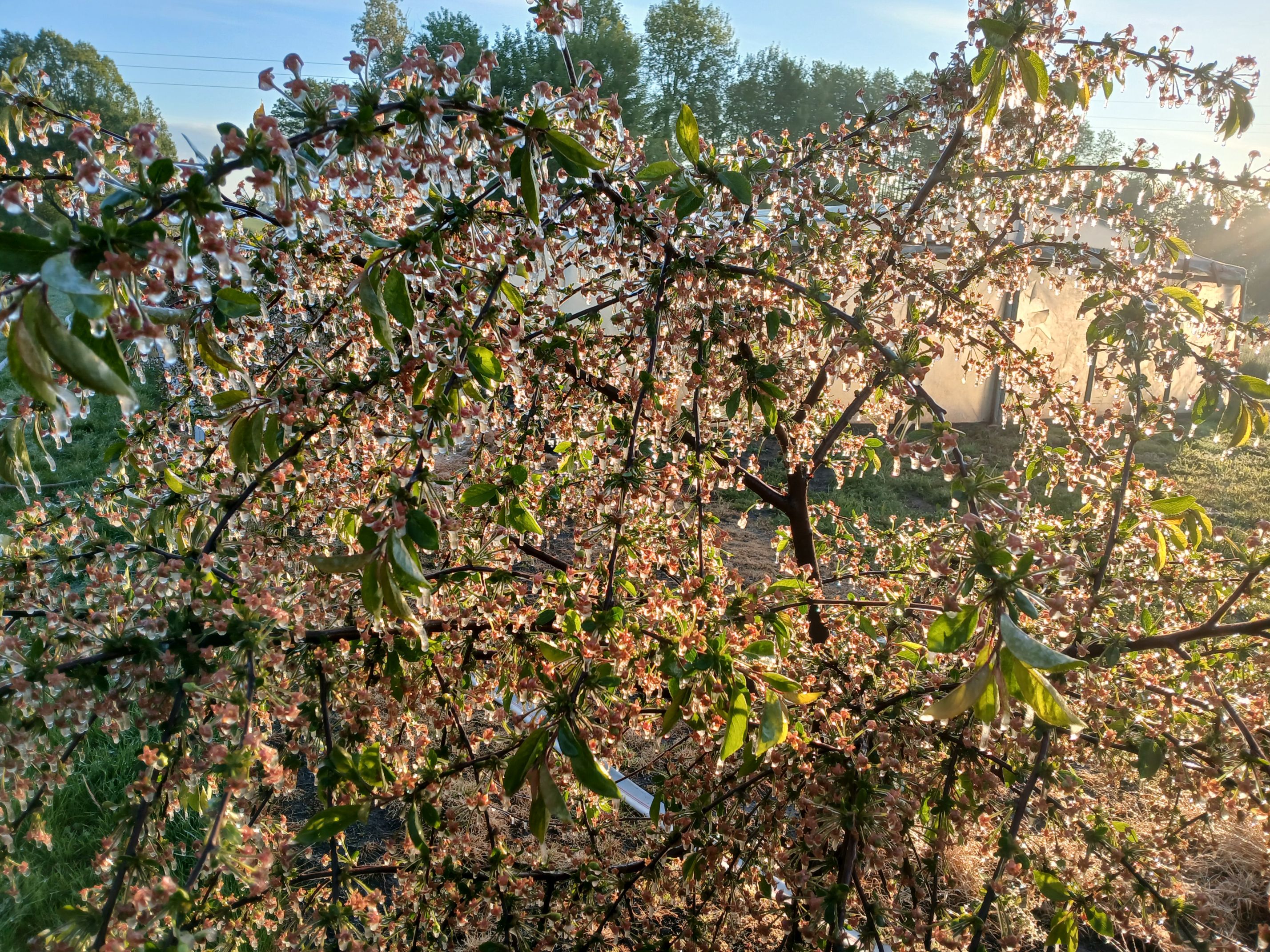 2025-05-08 Sierzchowy (36)