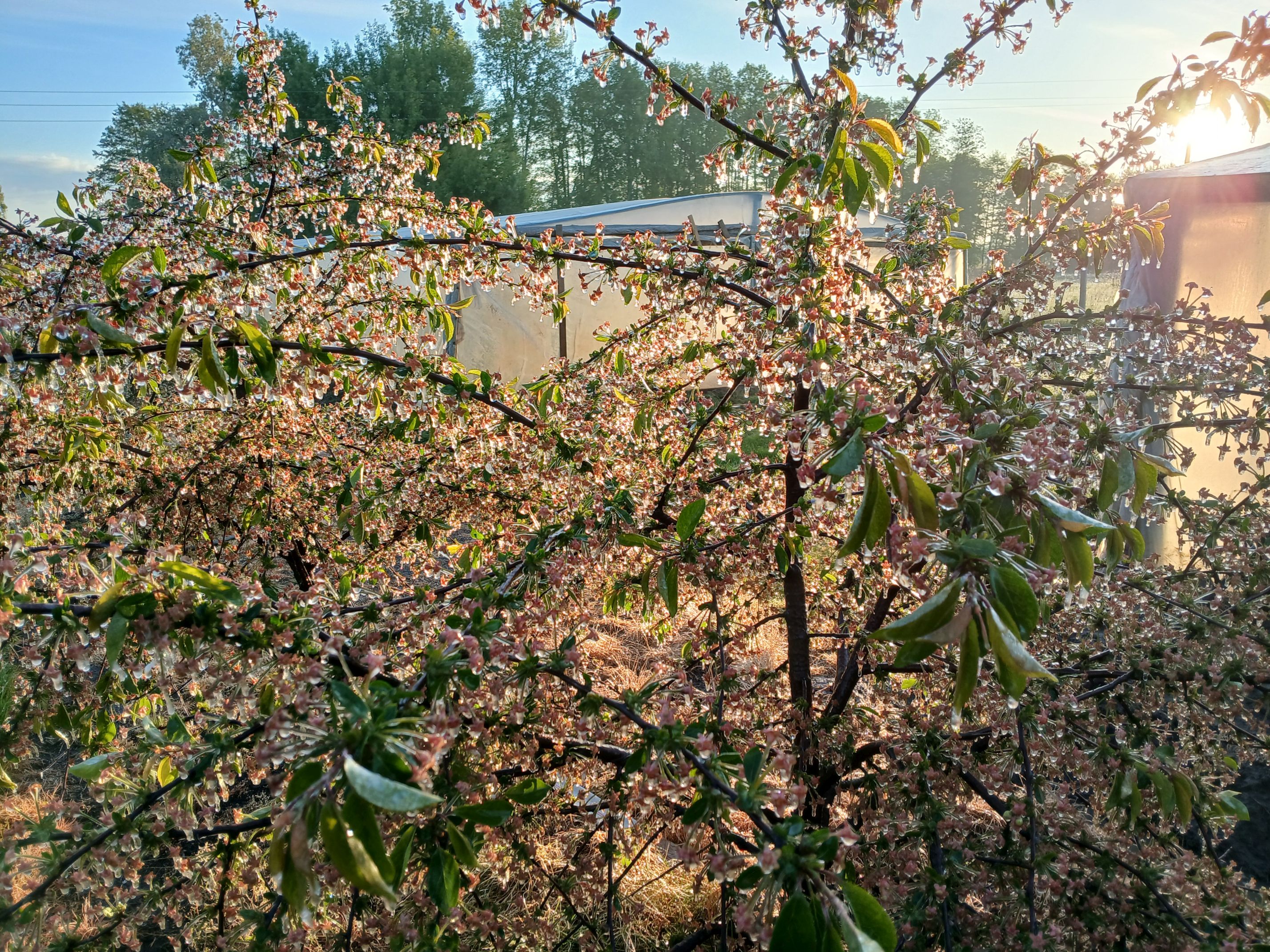 2025-05-08 Sierzchowy (37)