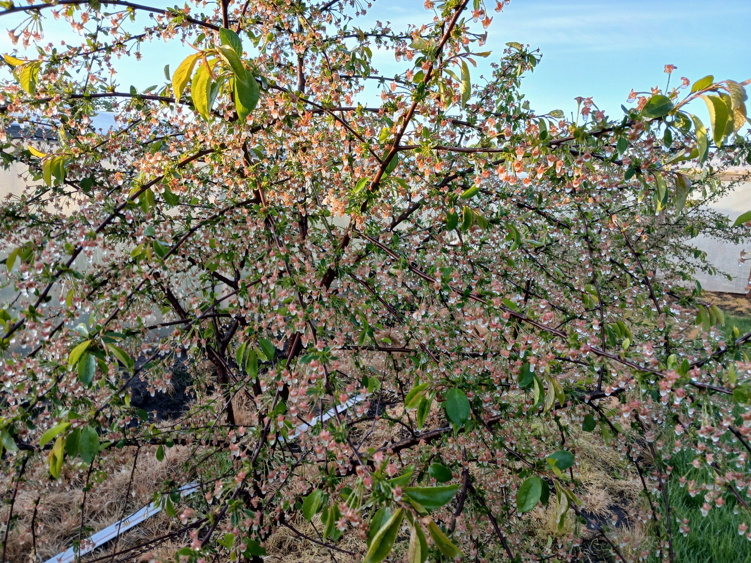 2025-05-08 Sierzchowy (38)