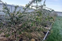 2025-05-08 Sierzchowy (10)