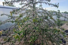 2025-05-08 Sierzchowy (11)