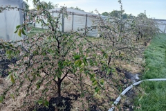 2025-05-08 Sierzchowy (12)