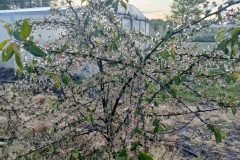 2025-05-08 Sierzchowy (14)