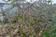 2025-05-08 Sierzchowy (15)