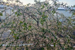 2025-05-08 Sierzchowy (16)