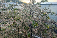 2025-05-08 Sierzchowy (17)