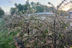 2025-05-08 Sierzchowy (18)