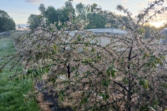 2025-05-08 Sierzchowy (19)