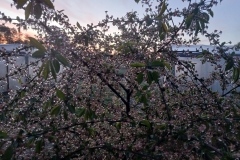 2025-05-08 Sierzchowy (2)