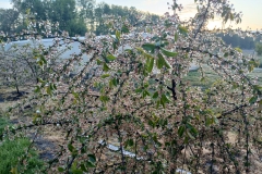 2025-05-08 Sierzchowy (21)