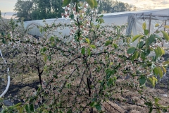 2025-05-08 Sierzchowy (22)