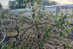 2025-05-08 Sierzchowy (23)