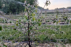 2025-05-08 Sierzchowy (25)