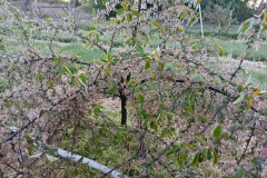 2025-05-08 Sierzchowy (26)