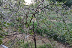 2025-05-08 Sierzchowy (27)