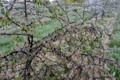 2025-05-08 Sierzchowy (28)