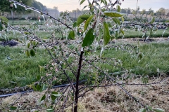 2025-05-08 Sierzchowy (29)