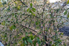 2025-05-08 Sierzchowy (30)