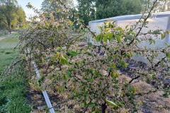 2025-05-08 Sierzchowy (31)