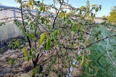 2025-05-08 Sierzchowy (32)