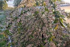 2025-05-08 Sierzchowy (33)