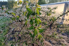 2025-05-08 Sierzchowy (34)