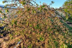 2025-05-08 Sierzchowy (35)