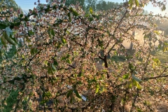 2025-05-08 Sierzchowy (36)