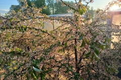 2025-05-08 Sierzchowy (37)