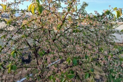 2025-05-08 Sierzchowy (38)