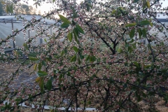 2025-05-08 Sierzchowy (4)