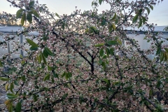 2025-05-08 Sierzchowy (5)