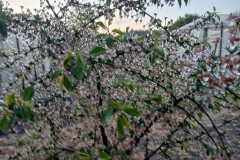 2025-05-08 Sierzchowy (6)