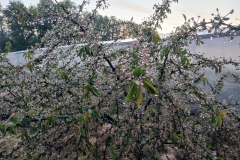 2025-05-08 Sierzchowy (7)