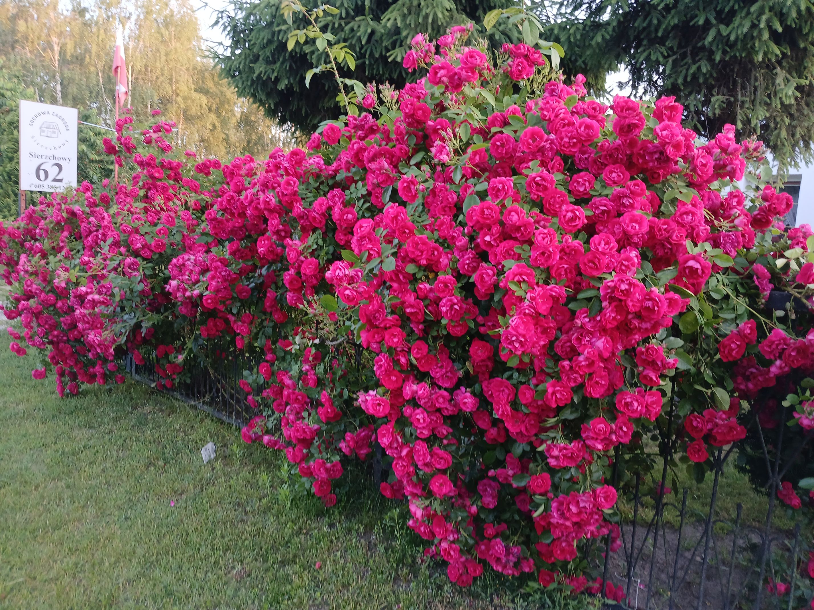 2025-06-17 Sochowa Zagroda (22)