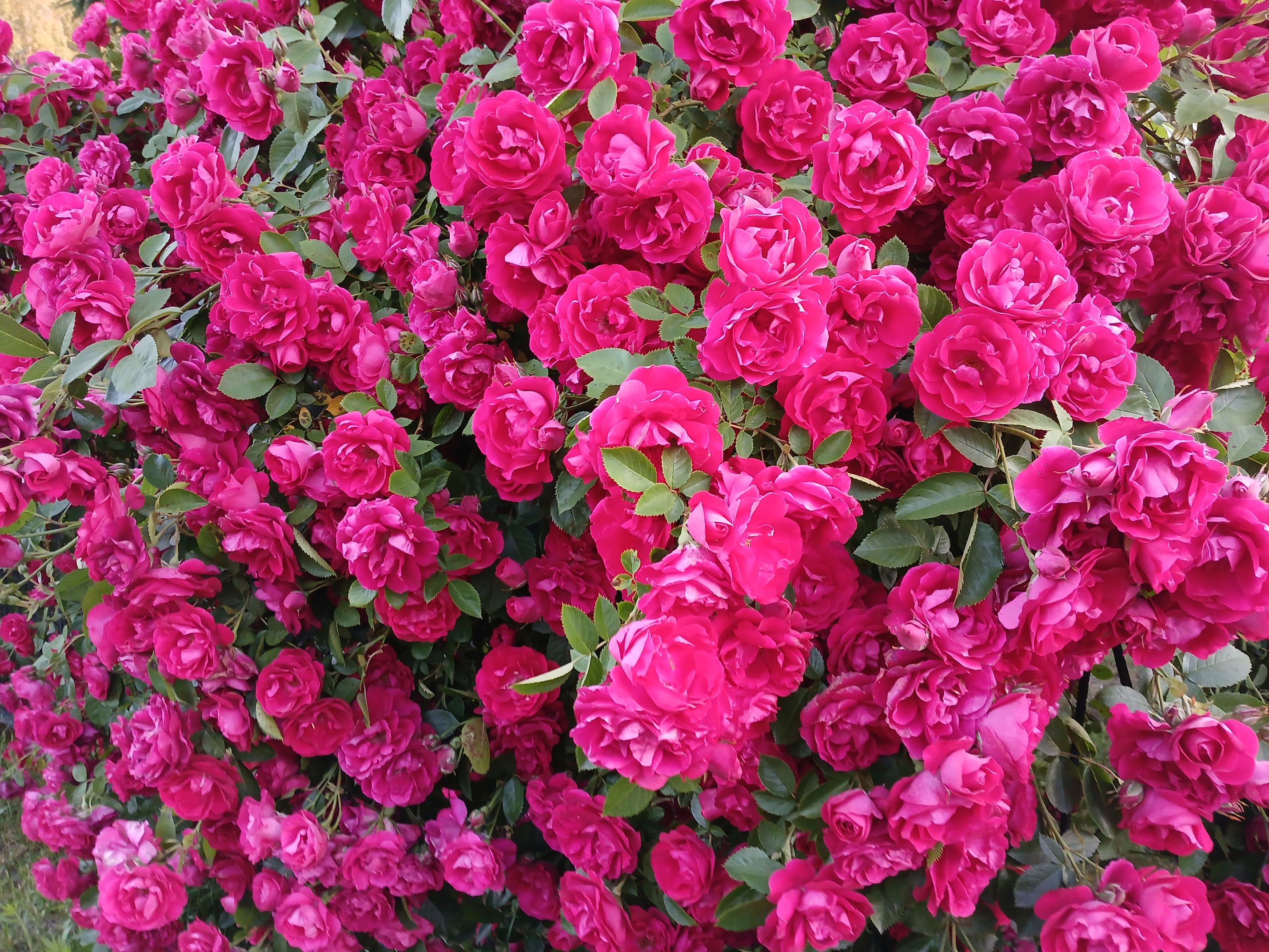 2025-06-17 Sochowa Zagroda (23)