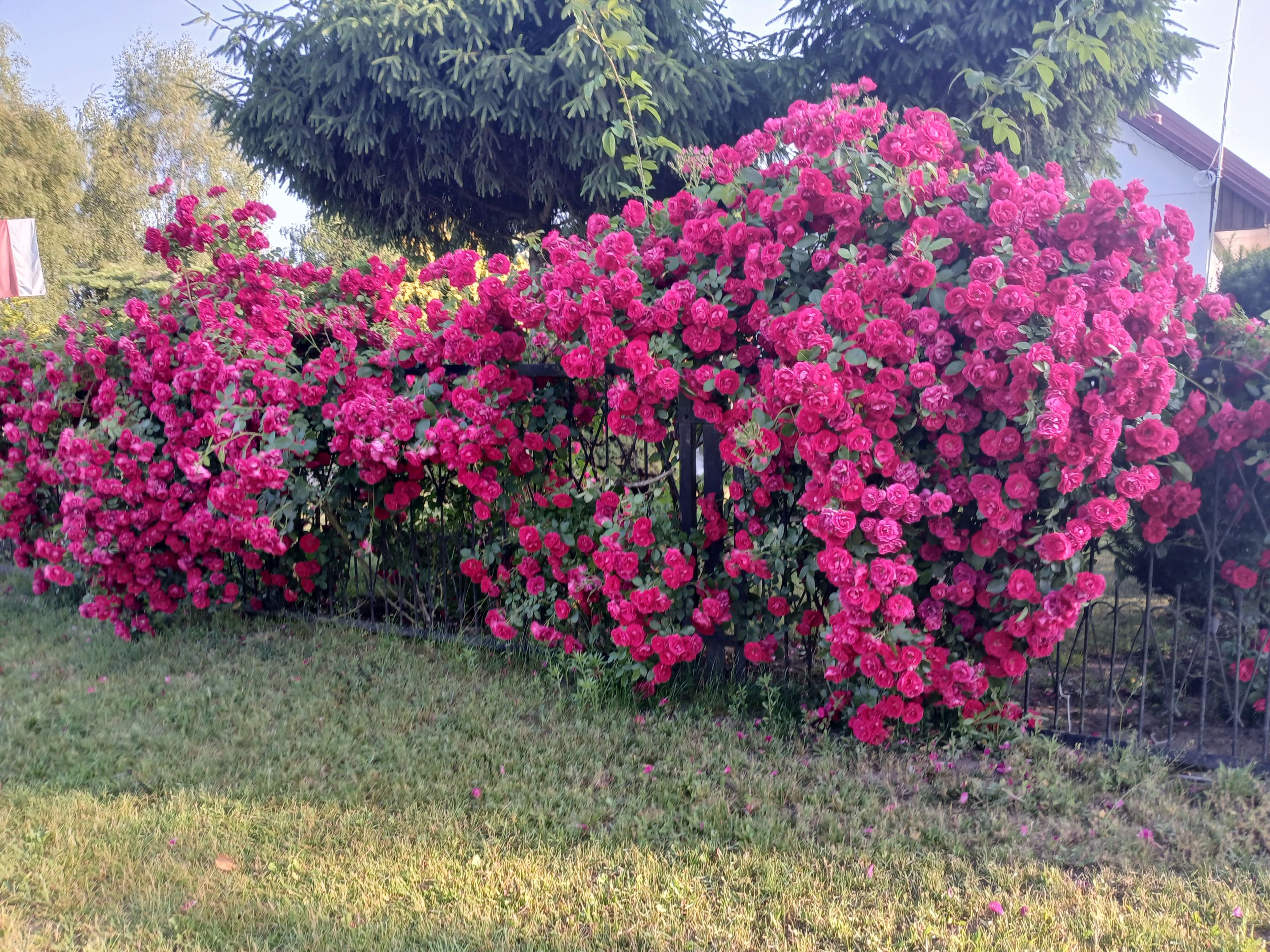 2025-06-17 Sochowa Zagroda (24)