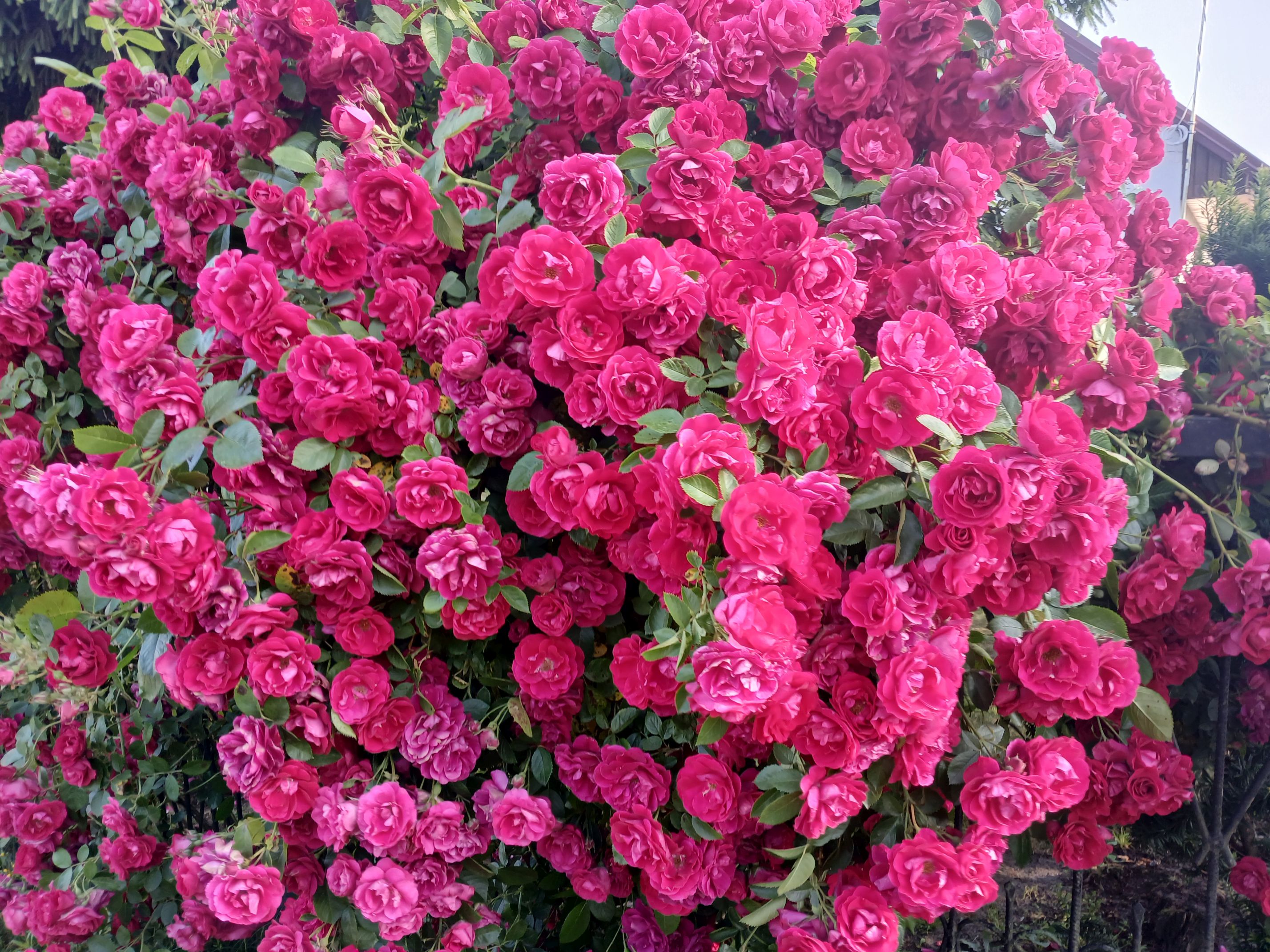 2025-06-17 Sochowa Zagroda (25)