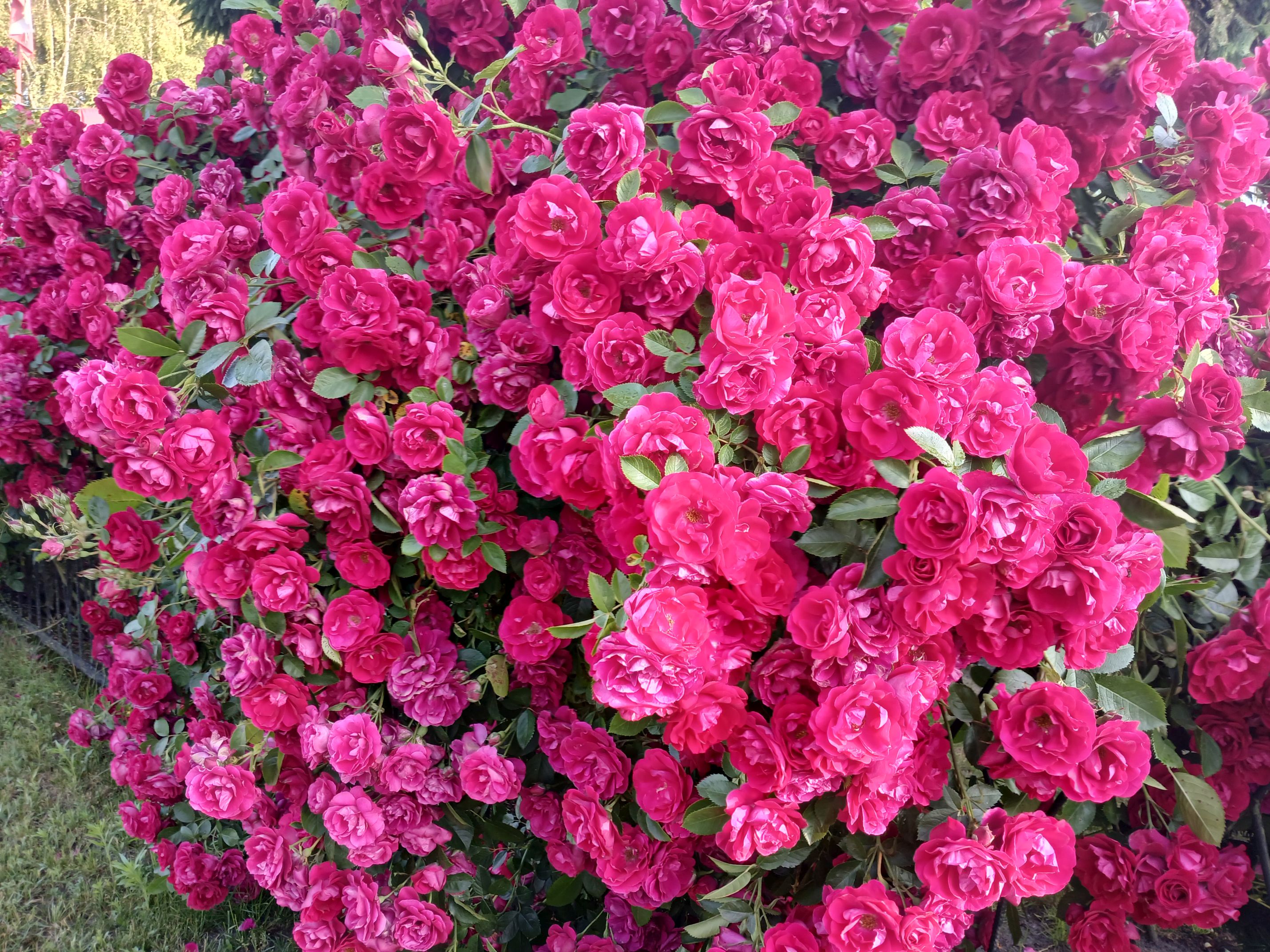 2025-06-17 Sochowa Zagroda (26)