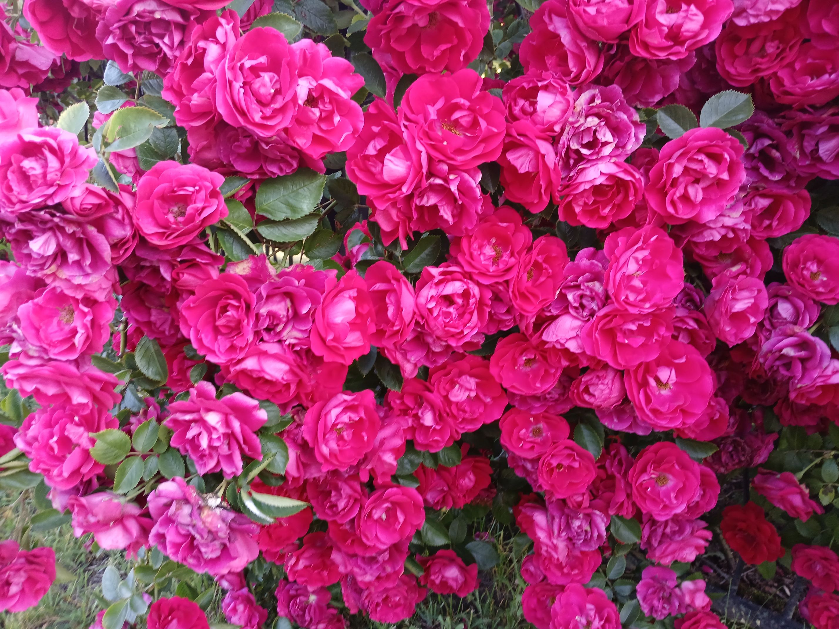 2025-06-17 Sochowa Zagroda (27)