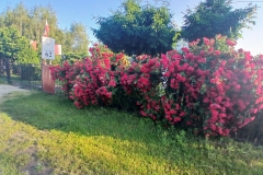 2025-06-17 Sochowa Zagroda (12)